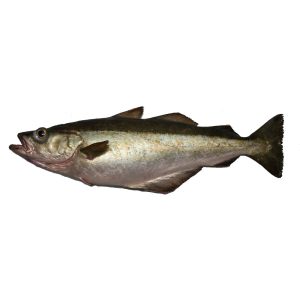 Abadejo