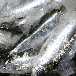 Pescado fresco