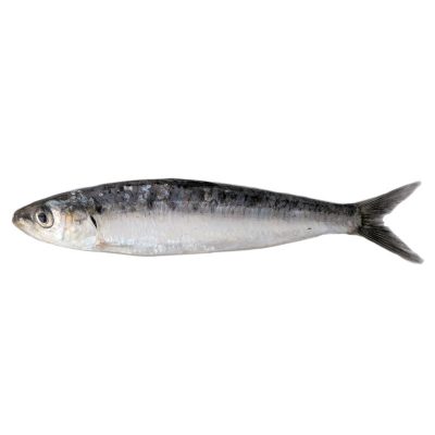 sardina