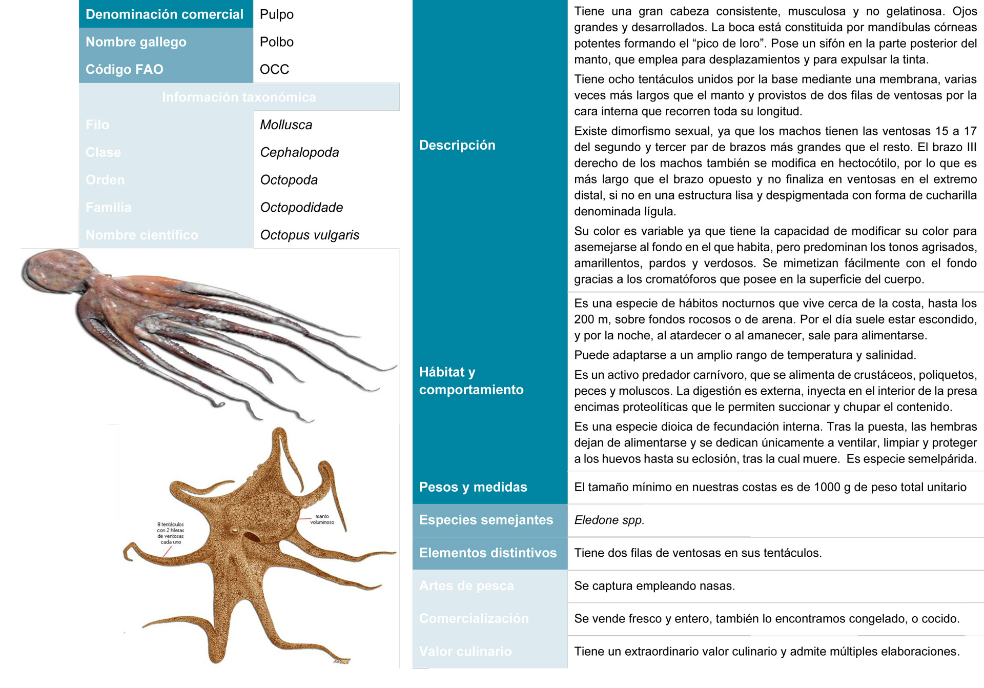 ficha-tecnica-del-pulpo