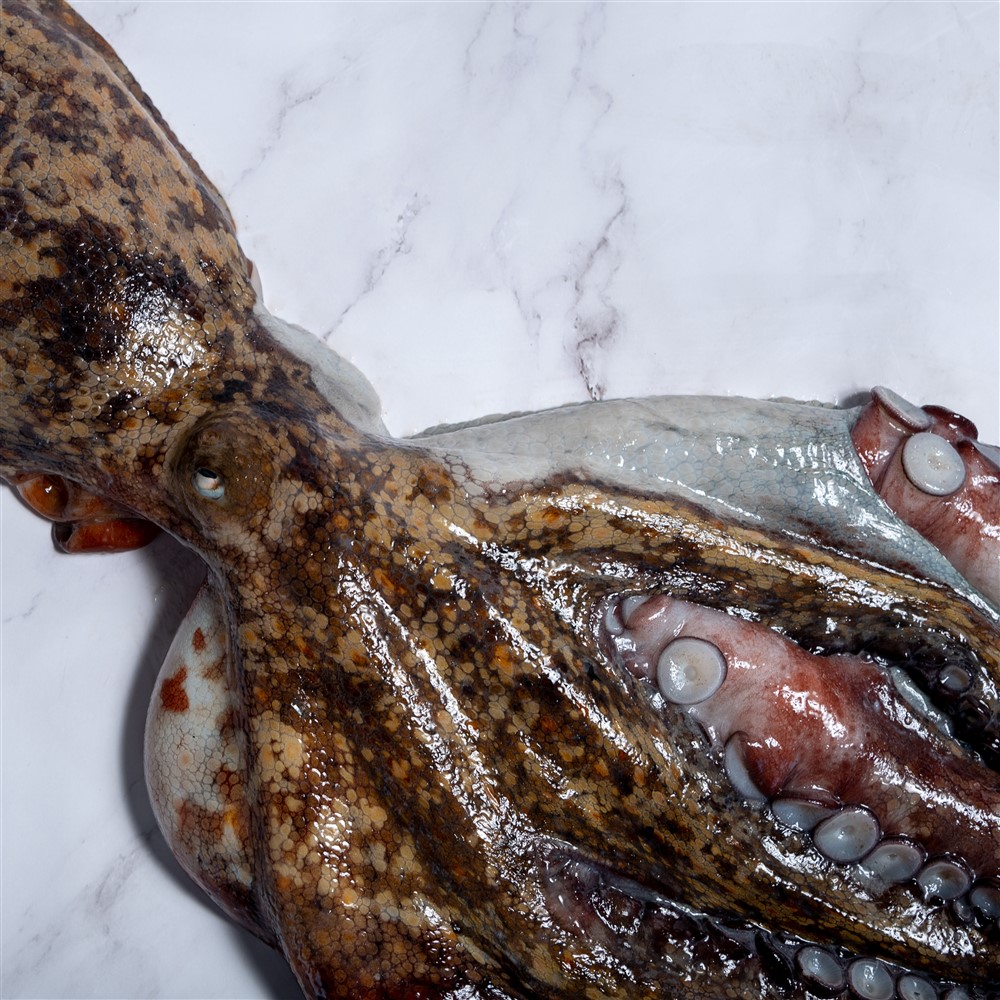 Pulpo fresco en Galicia