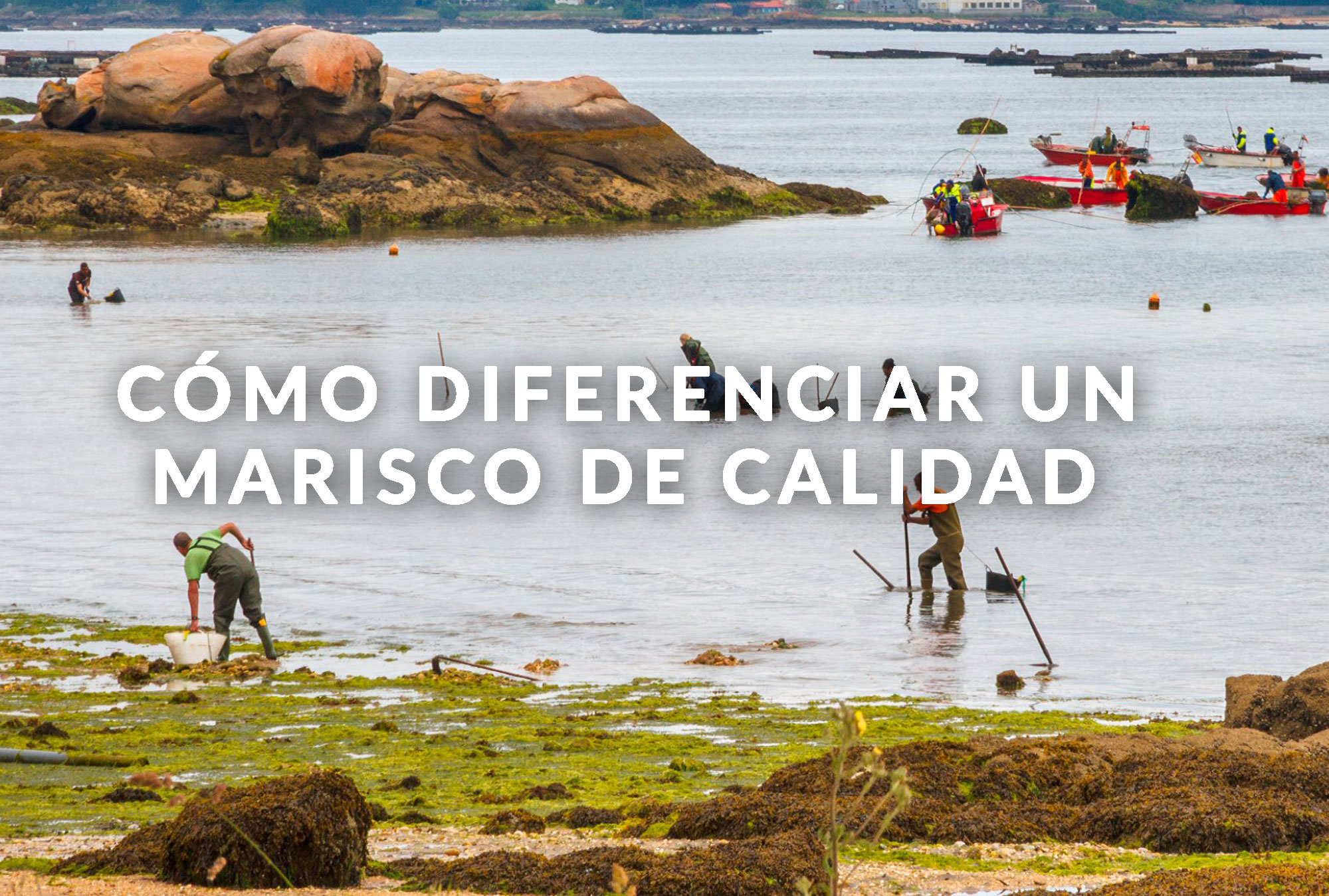 como-diferenciar-un-marisco-de-calidad-F