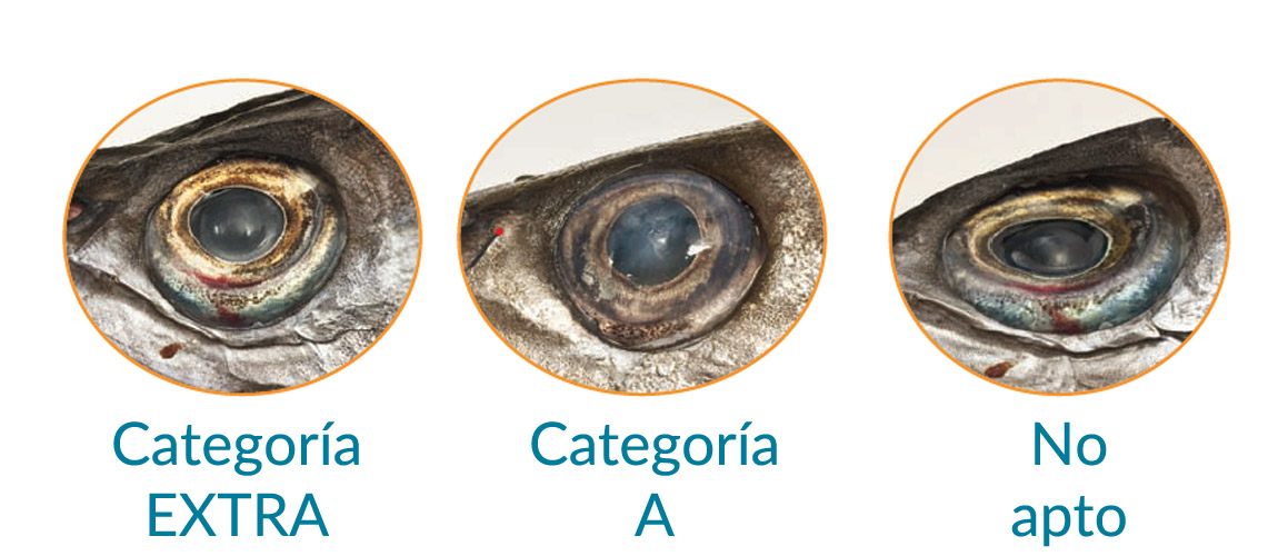 Cómo diferenciar un pescado fresco y de calidad