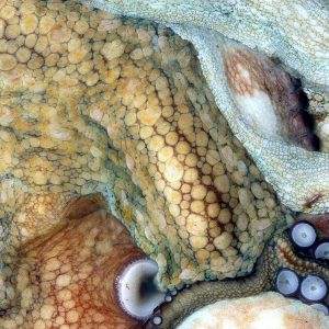 pulpo fresco gallego a domicilio